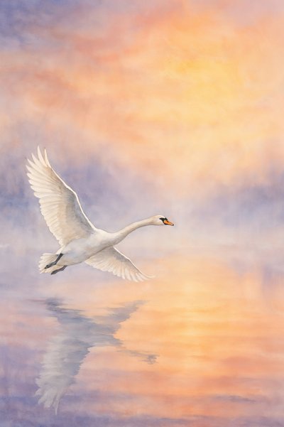 Reflexo de um cisne majestoso de Natalie Bruns