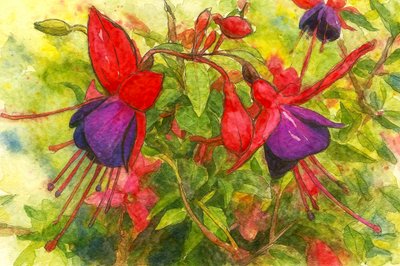 Flores fúcsia vibrantes de Natalie Bruns