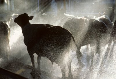 As vacas leiteiras são lavadas num duche antes de serem ordenhadas no Kibbutz Yotvata, um... de Nathan Benn