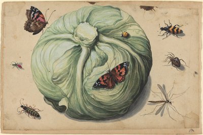 Cabeça de repolho com insetos de Netherlandish 17th Century