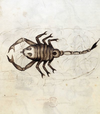 Sloane 3983. Folio No: 23 O signo zodiacal Escorpião (vellum) de Netherlandish School