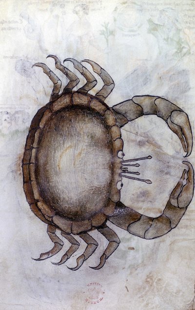 Sloane 3983 f.14v, Um caranguejo, signo do zodíaco para Câncer de Netherlandish School