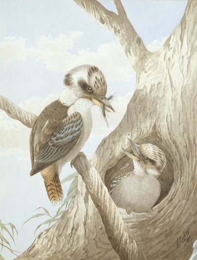 Kookaburras que alimentam em um ninho em uma árvore, 1892 de Neville HP Cayley