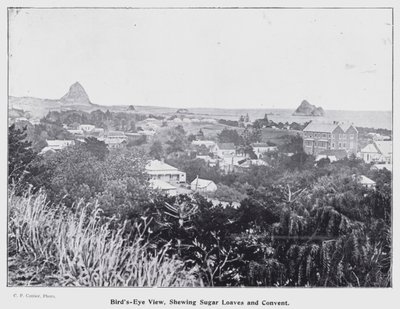 New Plymouth, Nova Zelândia: Bird