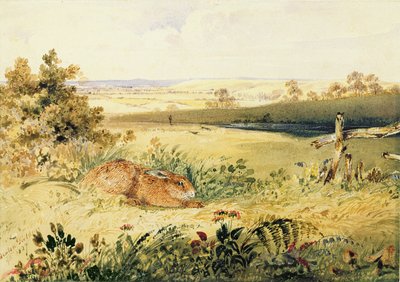 Lebre em uma paisagem, 1827 (wc com bodycolour, goma arábica e grafite sobre papel) de Newton Fielding