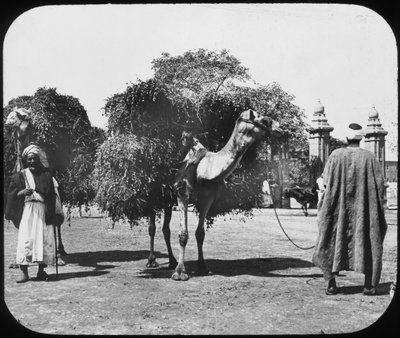 Camelos carregando forragens, Egito, c1890. de Newton and Co