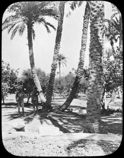 General Gordons Garden, Cartum, Sudão, c1890 de Newton and Co