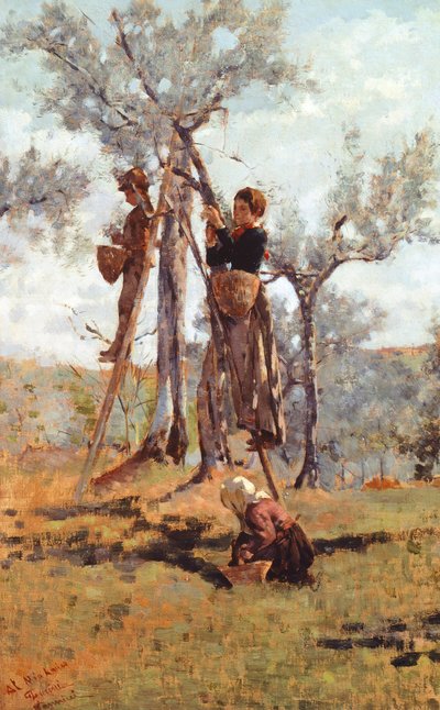 A colheita da azeitona, cerca de 1892 (azeite sobre tela) de Niccolo Cannicci