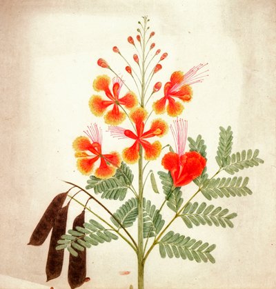 Estudo de flores, c.1840 (aguarela) de Nicholas Tomlinson