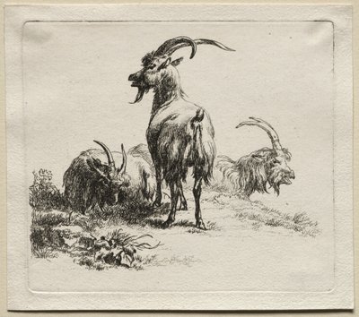 Animalia: Três cabras de Nicolaes Berchem