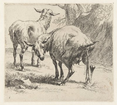 Pissende ooi en een schaap Schapen (título da série) Animais desenhados à vida e impressos na água pelo ar forte pelo Studio and Art of Nicolai Berchem (título da série) de Nicolaes Pietersz Berchem