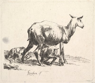 Ovinos com amamentação de cordeiro. de Nicolaes Pietersz. Berchem