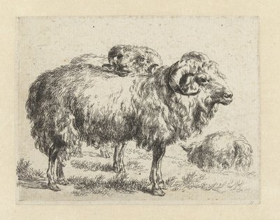 Dois carneiros e uma ovelha
Ovelhas (título da série)
Animalia ad vivum delineata et aqua forti aeri impressa Studio et Arte Nicolai Berchemi (título da série) de Nicolaes Pietersz Berchem