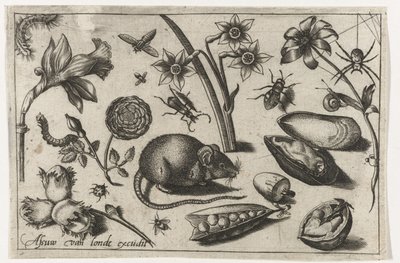 Flores, um rato, insectos e um mexilhão
Pássaros, flores, insectos, etc. (título da série) de Nicolaes de Bruyn (possibly)