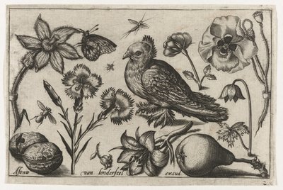 Flores, uma pêra e um pombo
Pássaros, flores, insectos, etc. (título da série) de Nicolaes de Bruyn (possibly)