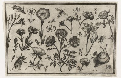 Flores, uma mosca e um caracol
Pássaros, flores, insectos, etc. (título da série) de Nicolaes de Bruyn (possibly)