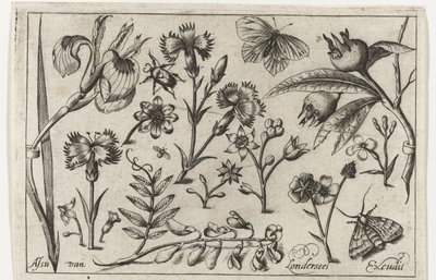Flores e borboletas
Pássaros, flores, insectos, etc. (título da série) de Nicolaes de Bruyn (possibly)