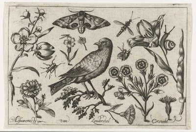 Flores, insetos, olho de pavão noturno e um corvo Pássaros, flores, insetos etc. (título da série) de Nicolaes de Bruyn (possibly)