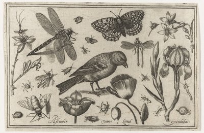 Flores, libélula e pássaro Pássaros, flores, insetos etc. (título da série) de Nicolaes de Bruyn (possibly)