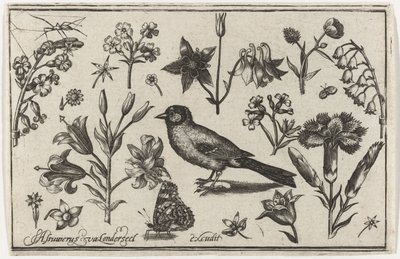 Flores, borboleta e um pássaro Pássaros, flores, insetos etc. (título da série) de Nicolaes de Bruyn (possibly)