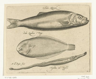 Arenque, linguado e peixe-cachimbo Libelivs diversos Genera piscium complectens (título da série) Peixes de água doce, peixes marinhos, sapos, crustáceos e criaturas marinhas (título da série) de Nicolaes de Bruyn