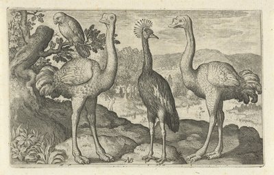 Gruta coroada entre duas avestruzes
Aves e insectos (título da série) de Nicolaes de Bruyn