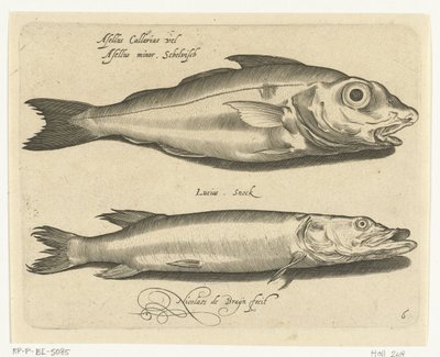 Arinca e lúcio
Libelivs varia Genera piscium complectens (título da série)
Peixes de água doce, peixes de mar, sapos, crustáceos e criaturas do mar (título da série) de Nicolaes de Bruyn