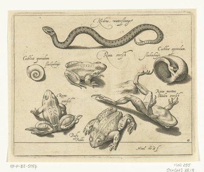 Cobra de água, sapos e sapos
Libelivs varia Genera piscium complectens (título da série)
Peixes de água doce, peixes de mar, sapos, crustáceos e criaturas do mar (título da série) de Nicolaes de Bruyn
