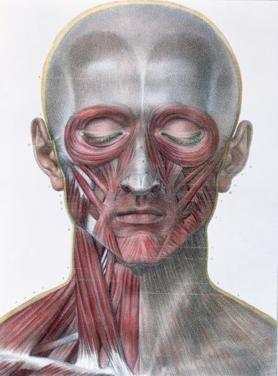 Musculatura do rosto, prato do "Tratado Completo sobre a Anatomia do Homem", de Jean-Baptiste Marc Bourgery (1797-1849) 1866-67 de Nicolas Henri Jacob