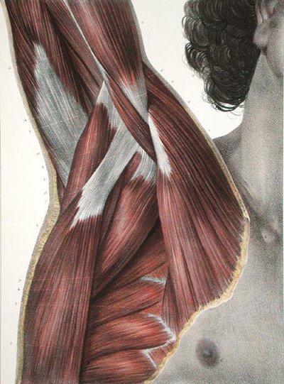 The Shoulder and Axilla, de 