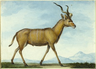 Um Kudu de Nicolas Hüet the Younger