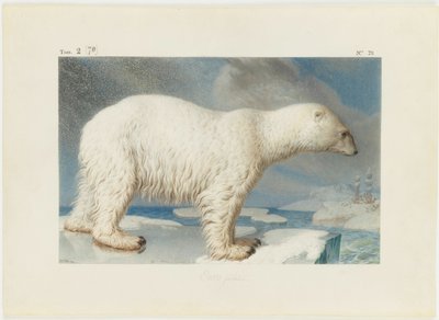 Urso polar, 1796. de Nicolas Maréchal