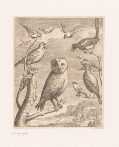 Coruja e outros pássaros Alouco Hibou (título no objeto) Aves do Zoológico de Versalhes (título da série) de Nicolas Robert (possibly)