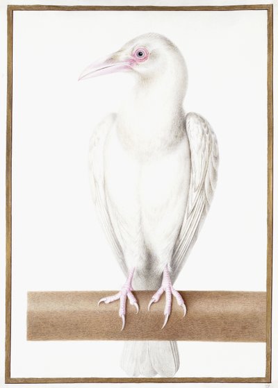 Albino Crow de Nicolas Robert