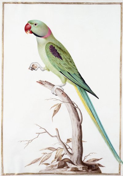 Periquito-alexandrino de Nicolas Robert