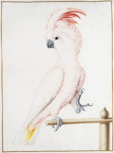 Cacatua do Major Mitchell de Nicolas Robert