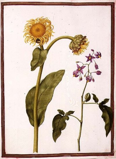 PD.109-1973.f11 (LtoR) Inula Helenium Decampanr e Solanum dulcamara (Bittersweet) (aquarela em velino) de Nicolas Robert
