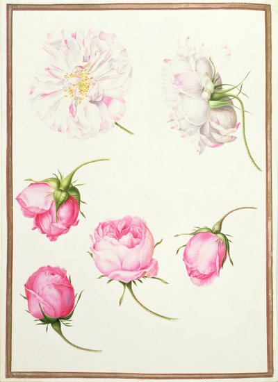 PD.109-1973.f1 Seis cabeças de rosas antiquadas (wc em pergaminho) de Nicolas Robert