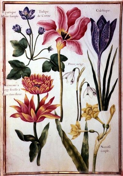 PD.109-1973.f48 Estudos de Flores (aquarela em velino) de Nicolas Robert