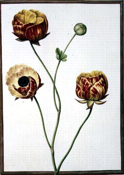 PD.109-1973.f6 Ranunculus Asiaticus (aguarela em velino) de Nicolas Robert