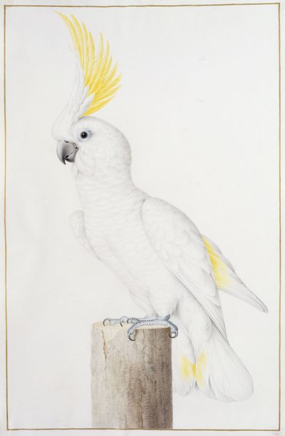 Cacatua com crista de enxofre de Nicolas Robert