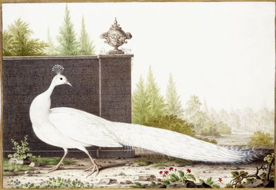 Pavão Branco de Nicolas Robert