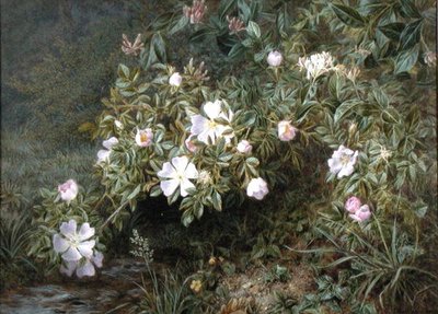 Um estudo das Rosas Cães, c.1900 (óleo sobre tela) de Niels Pieter Rasmussen