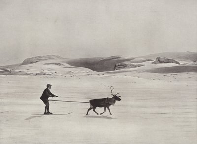 Condução de esqui com rena nas montanhas de Norwegian Photographer