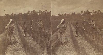 Arroz de capina, 1876-1888. de O. Pierre Havens