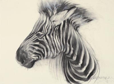 Zebra bebé, 2000 (carvão sobre papel) de Odile Kidd