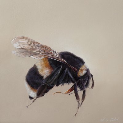 Bombus terrestis 8, 2013 (acrílico sobre madeira) de Odile Kidd