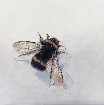 Bombus terrestris 11 (acrílico sobre madeira revestida a gesso) de Odile Kidd