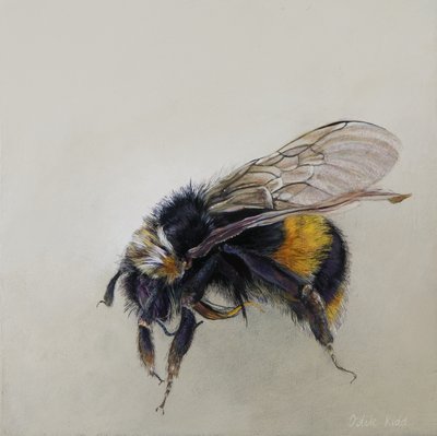 Bombus terrestris 1 (a), 2008 (acrílico sobre madeira) de Odile Kidd