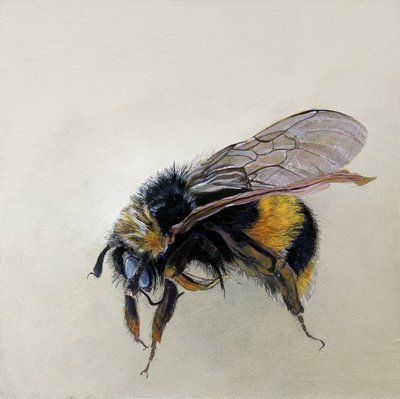 Bombus terrestris 1 (b), 2008 (acrílico sobre madeira) de Odile Kidd